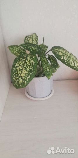 Диффенбахия с Традесканцией