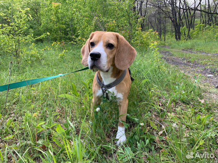 Бигль вязка,кобель