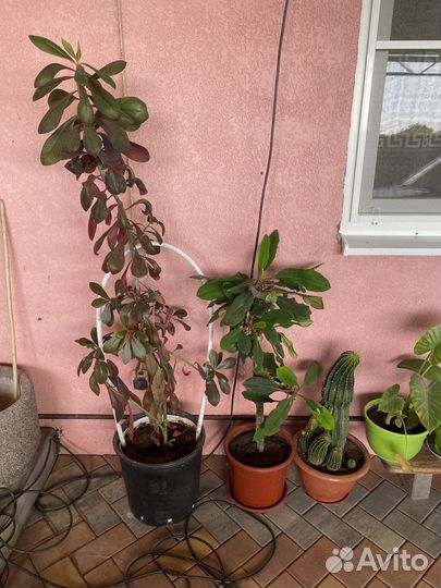 Цветы комнатные