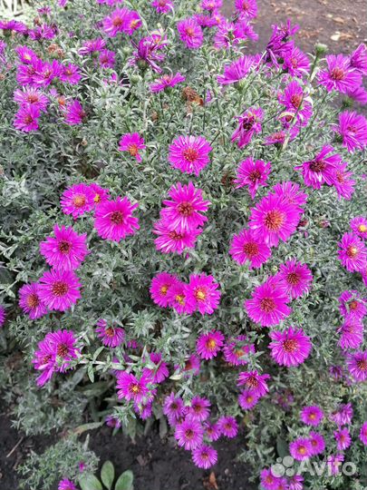 Сентябрины