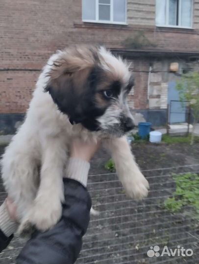 Ласковый красивый щенок