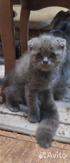 Котятки в любящие руки