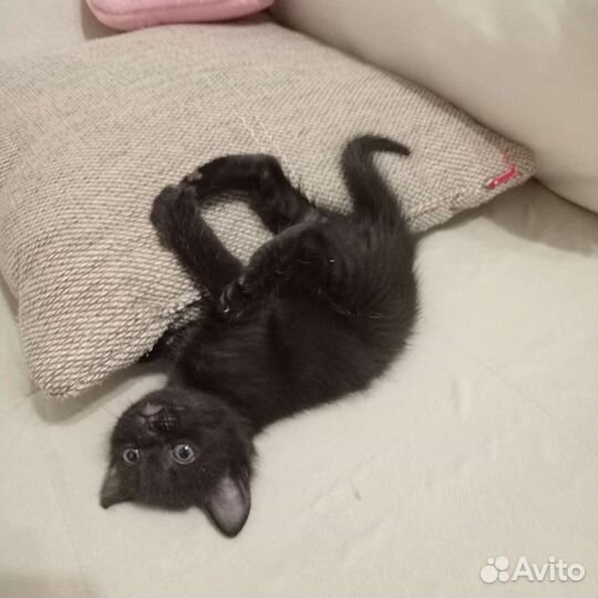 Черный котенок девочка