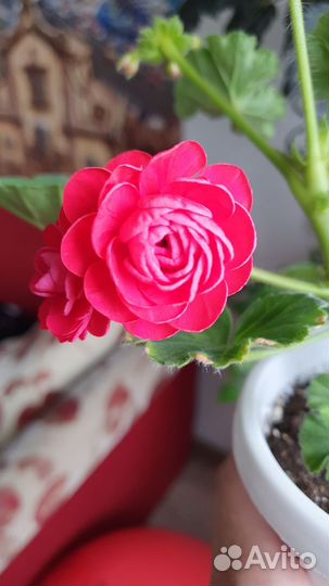 Пеларгония герань