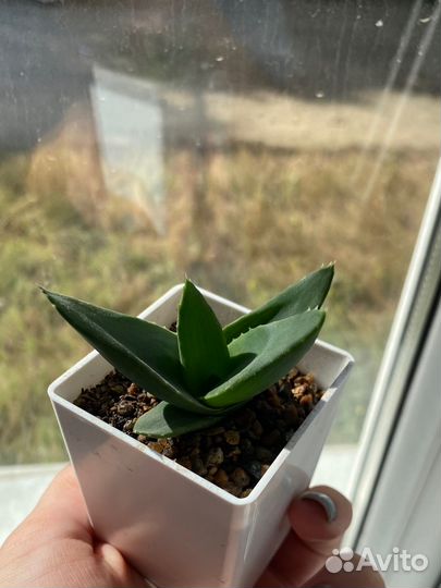 Алоэ Блэк Джем