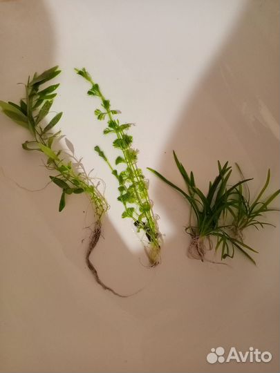 Водоросли для аквариума