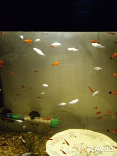 Велиферы (снежинки)