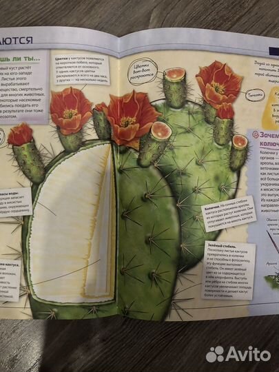 Детская энциклопедия