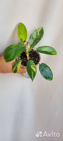 Филодендрон меджик маск