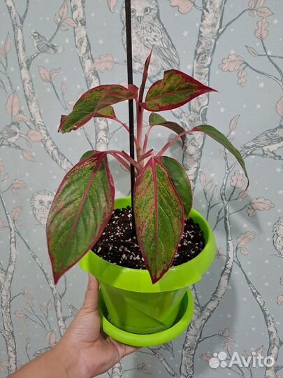 Аглаонема крит