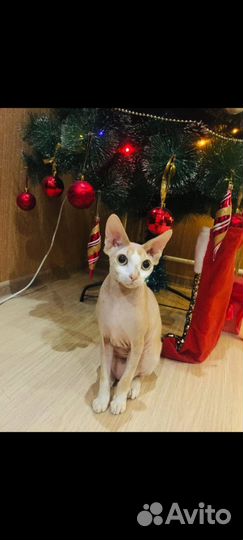 Шотландский вислоухий и сфинкс бесплатно
