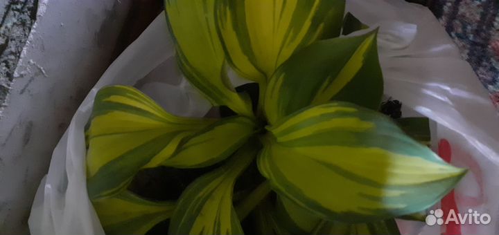 Хосты под заказ, более 40 сортов