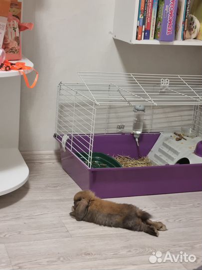 Кролик минилоп девочка