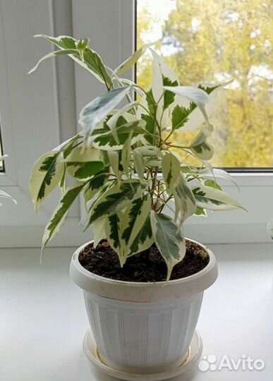 Фикус бенджамина Твайлайт