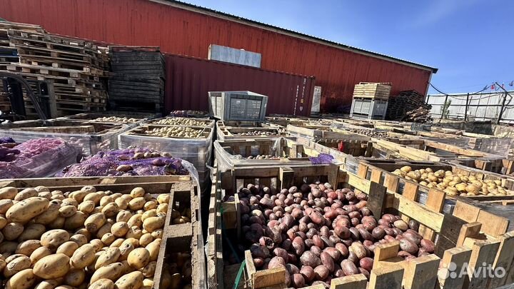Продам картофель морковь