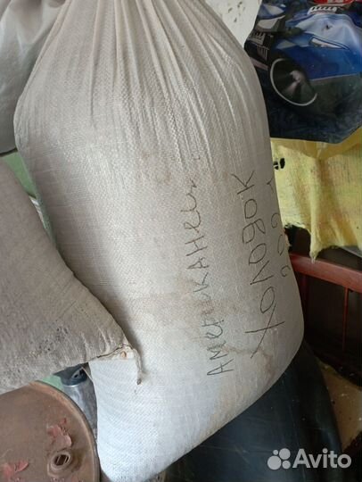 Семена арбуза холодок