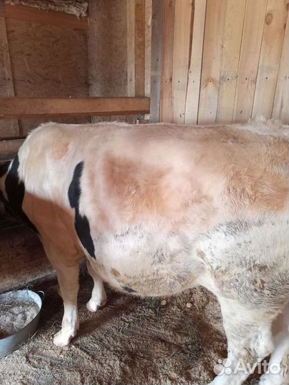 Быки на племя