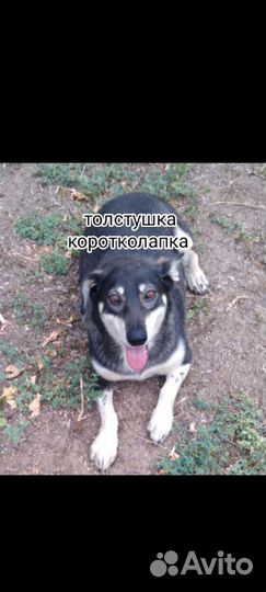 Щенки мальчики