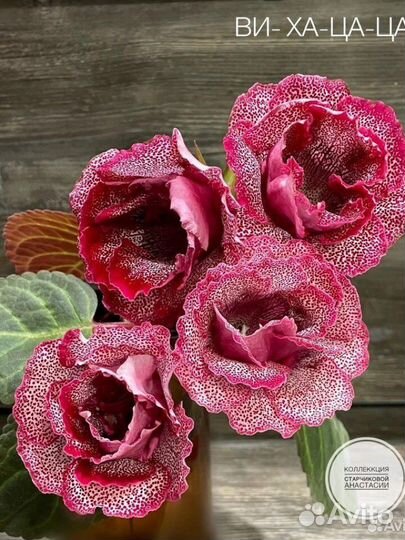 Детки сортовых махровых Глоксиний