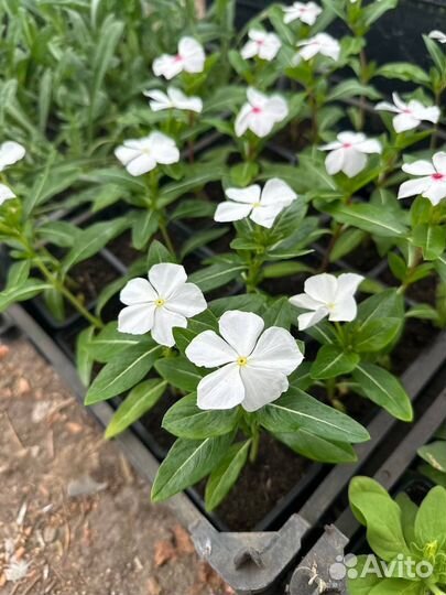 Однолетние цветы