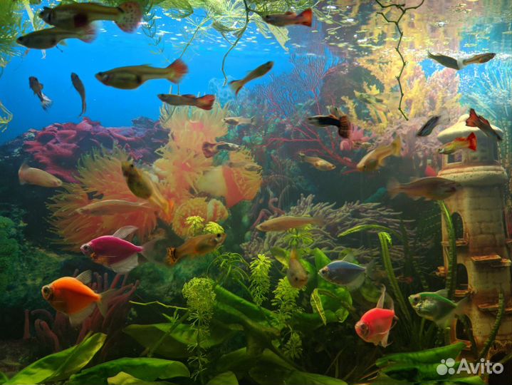 Аквариумные рыбки гуппи и водорослееды