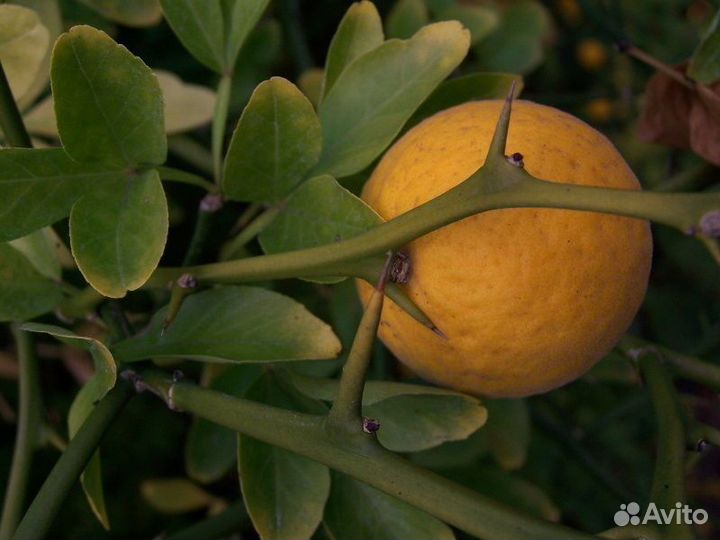 Понцирус (трифолиата)