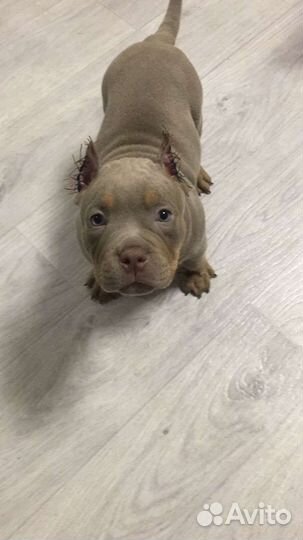 Ветеринар на дом.Кесарево, родовспоможение