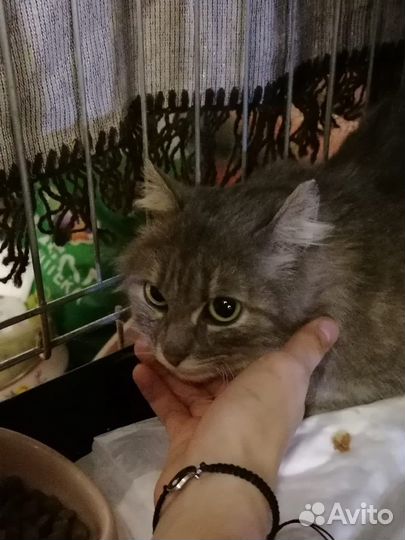 Кошка Мишель ищет дом