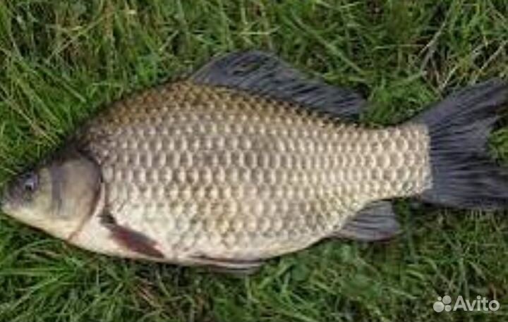 Свежая рыба