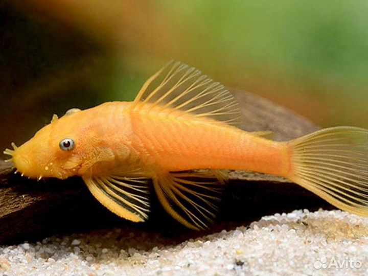 Моллинезия