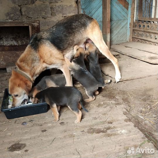 Продам щенков русской гончей