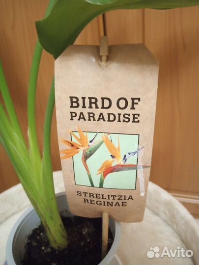 Стрелиция Королевская, Пальма Хамедорея