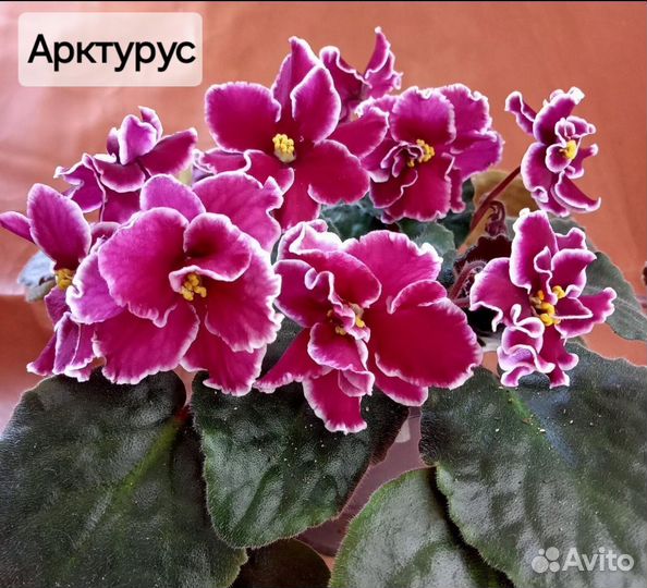 Сортовые Фиалки (10 сортов)