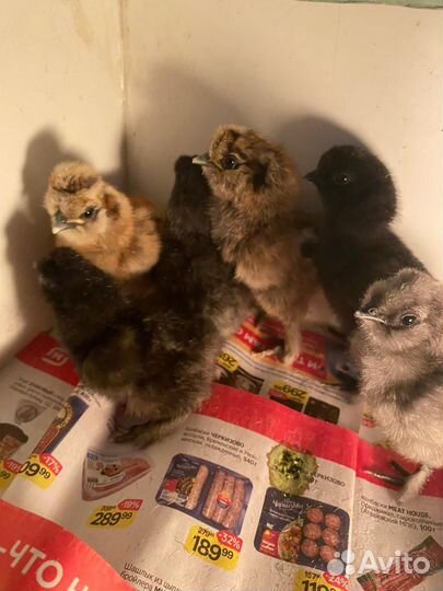 Китайские шелковые подрощенные цыплята