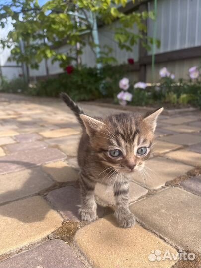 Котята от вислоухой мамы