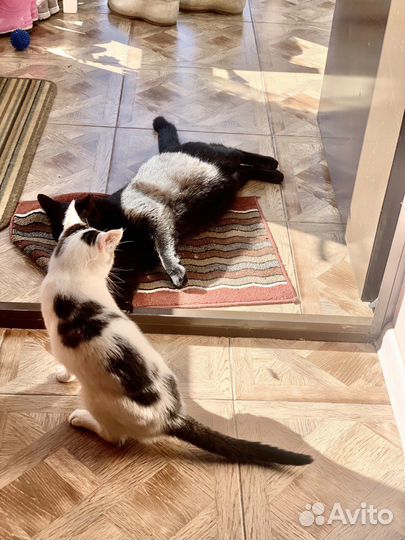 Кошка в добрые руки