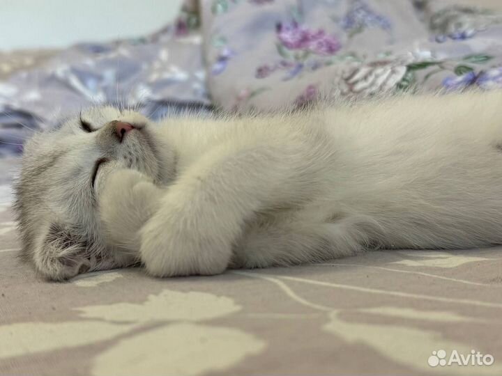 Котенок девочка шотландская вислоухая
