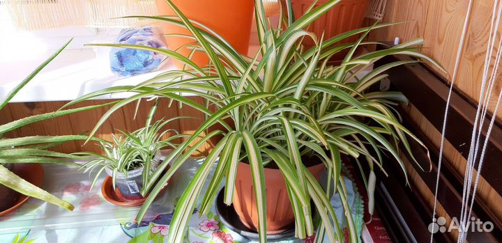 Хлорофитум хохлатый