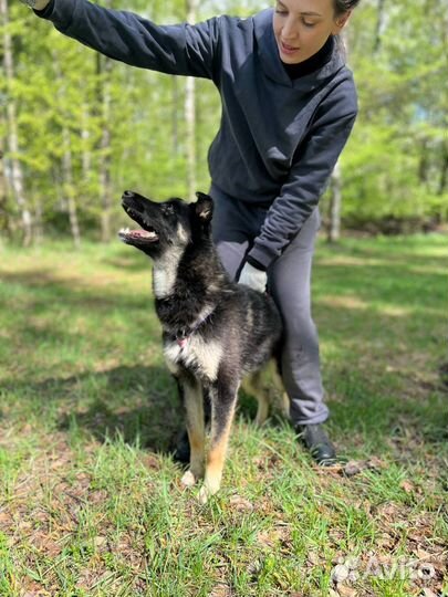 Добрый Эль ищет семью и дом