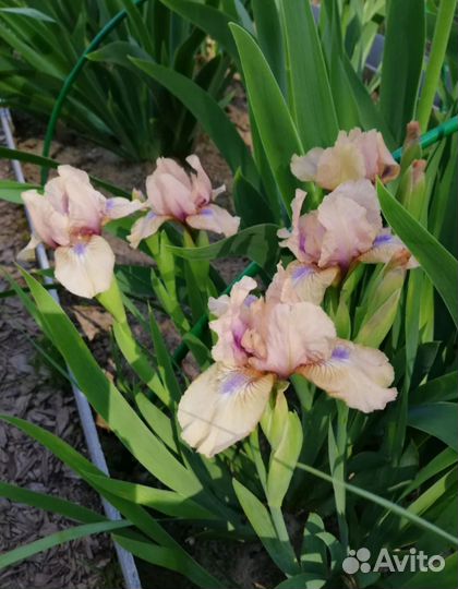 Многолетники (карликовые ирисы)