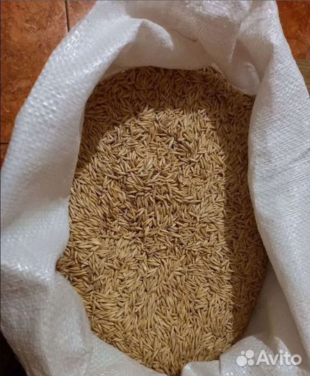 Фуражная пшеница, Просо на корм