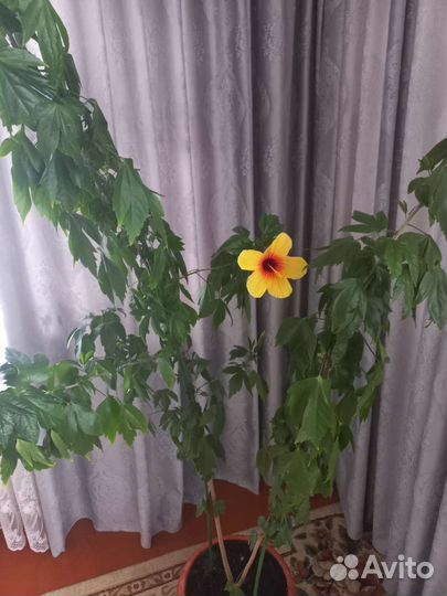 Гибискус китайская роза