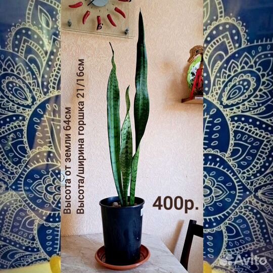 Сансевиерия. Щучий хвост