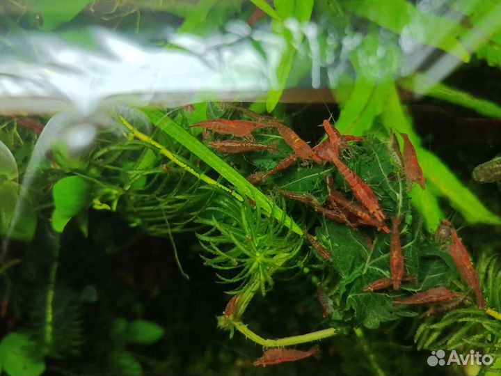 Прополка, корм