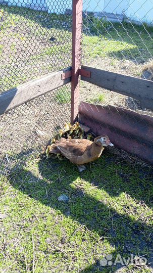 Утята индоутки