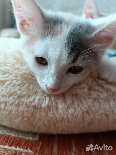 Котята в добрые руки бесплатно