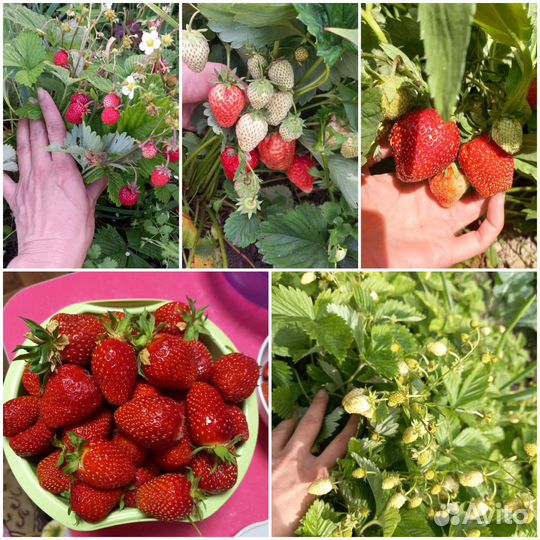 Саженцы малины, вишни,смородины,крыжовника