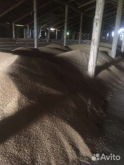 Зерно пшеница, зерносмесь дробленая