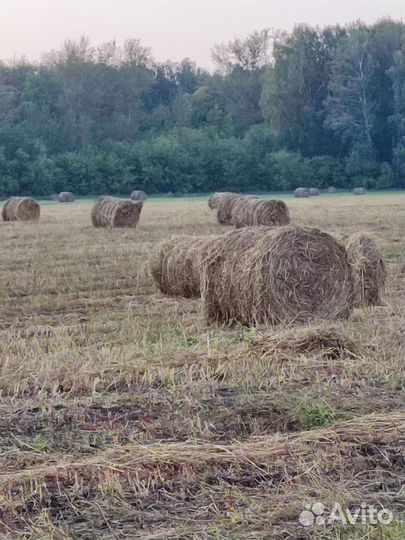 Сено в рулонах