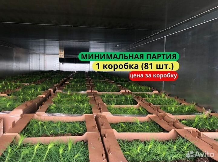 Саженцы ели зкс в розницу